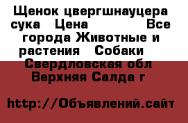 Щенок цвергшнауцера сука › Цена ­ 25 000 - Все города Животные и растения » Собаки   . Свердловская обл.,Верхняя Салда г.